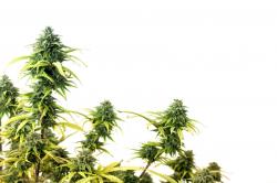 image - Cannabis Plant Original