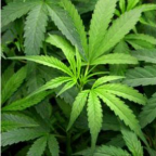 image - Cannabis Leaf 1